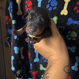 Brown Collar - Black and rust female Doberman Pinscher puppy in Canton, Ohio from Aaliyah’s Dobies