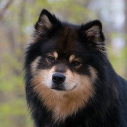 Sawyer - Finnish Lapphund