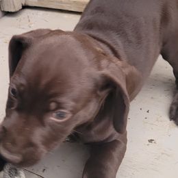 Girl 1 - German Shorthaired Pointer puppy from Joyce Shively
