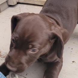 Girl 1 - German Shorthaired Pointer puppy from Joyce Shively