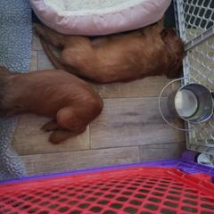 Irish Setter Puppies from Ruairi's Irish Setters