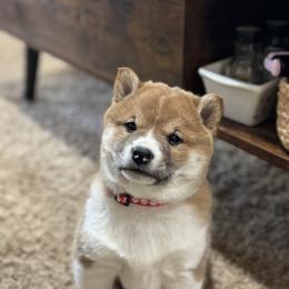 Buddy - Red male Shiba Inu puppy in Sharpsburg, Georgia from H & J Shiba Inu’s