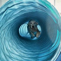 English Setter All Grown Up from Upland English Setters