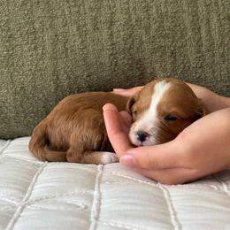 Java - Brown female Cavapoo puppy in Gap, Pennsylvania from Coles Cavapoo’s