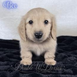 Boo - Cream male Dachshund puppy in Alto, Texas from Double W Doxies