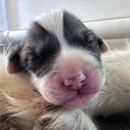 Laura - White and badger female Great Pyrenees puppy in Murfreesboro, Tennessee from Storybook Tails Farm