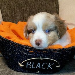 Miniature Australian Shepherd Puppies from Arch Hill Mini Aussies