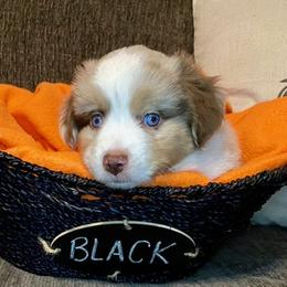 Miniature Australian Shepherd Puppies from Arch Hill Mini Aussies