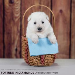 Blue collar - White female Berger Blanc Suisse puppy in Chestnut, Illinois from Fireside Fernweh