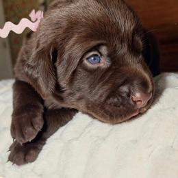 Pink - Chocolate female Labrador Retriever puppy in Gainesville, Georgia from Rucker Retrievers