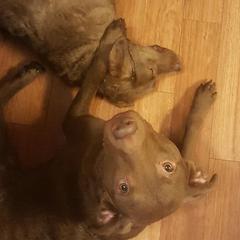 Chesapeake Bay Retrievers and Golden Retrievers from Lakes 'N Fields Retrievers