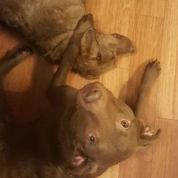 Chesapeake Bay Retrievers and Golden Retrievers from Lakes 'N Fields Retrievers