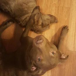 Chesapeake Bay Retrievers and Golden Retrievers from Lakes 'N Fields Retrievers