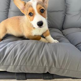 Lola - Sable female Pembroke Welsh Corgi puppy in Dobson, North Carolina from Clover S Farm