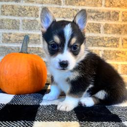 Pink collar female(Reserved for Scott) - Black and tan female Pembroke Welsh Corgi puppy in Mcarthur, Ohio from Bentley Corgis LLC
