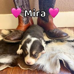 Mira - Black and tan female Pembroke Welsh Corgi puppy in Corning, California from C.H. Pembroke Corgis