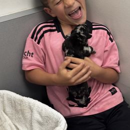 Great Dane Puppies from Denver Danes
