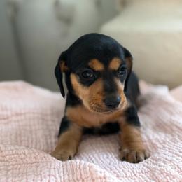 Boy price is 1,850 - Black and tan male Dachshund puppy in Temecula, California from Odie and Ollie the Weiners
