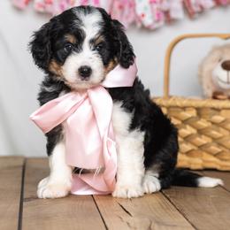 Mesa - Tri-color female Bernedoodle puppy in St Joe, Indiana from Pawsh Bernedoodles