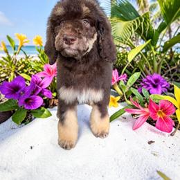 Izzy - Phantom female Poodle puppy in Port Orange, Florida from Daytona’s Standard Poodles