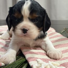 Charlie - Tri-color male Cavalier King Charles Spaniel puppy in Maryland from Trina’s Little Lap Dogs