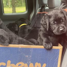 Labrador Retriever Puppies from pinecrest kennels