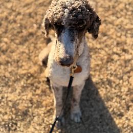 Old English Sheepdog, Poodle, Sheepadoodle, and Yorkipoo All Grown Up from Love Tallulah Sheepadoodles LLC
