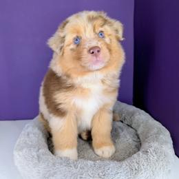 Quinn5Girl2- RMF,LONGtail, blue eyes likely, CHIC-OFA-DNA-AKC Titled Parents - Red merle female Australian Shepherd puppy in South Hill, Virginia from Silverside Aussies LLC