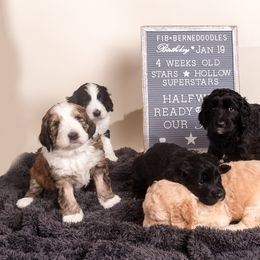 Bernedoodle Puppies from Sugarcreek Haven Bernedoodles