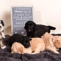 Bernedoodle Puppies from Sugarcreek Haven Bernedoodles
