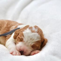 July - Brown and white male Bernedoodle puppy in Diamond Bar, California from Furrytaildoodles