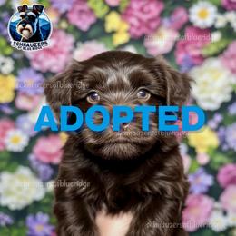 ADOPTED - Liver female Miniature Schnauzer puppy in Spruce Pine, North Carolina from Schnauzers of Blue Ridge