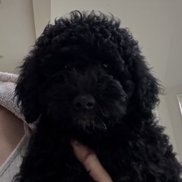 Star - Black female Goldendoodle puppy in Petoskey, Michigan from Petoskey Goldendoodles
