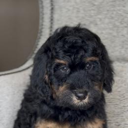 Angus - Tri-color male Bernedoodle puppy in West Jordan, Utah from Doodles Friend