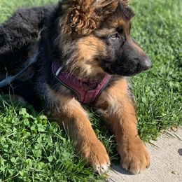 German Shepherd Puppies from T Double B LLC