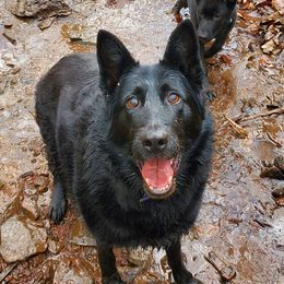 German Shepherds from Joli's German Shepherds