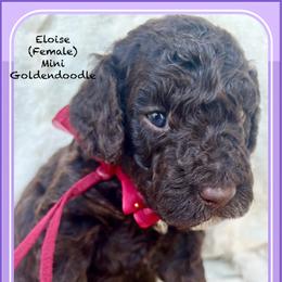 ELOISE - Chocolate female Goldendoodle puppy in Houston, Texas from Pia’s Doodle Poodle Wag