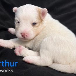 Arthur - Red and white male Pomsky puppy in Winston, Oregon from Arctic Tails Spitz