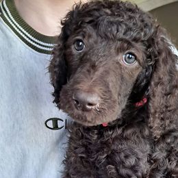 Poodles from To the Nines Poodles