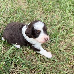 Piper - Brown and white female Bernedoodle puppy in Warrensburg, Missouri from Dreamer Ridge Puppies