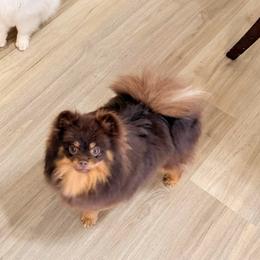 Vienna - Pomeranian