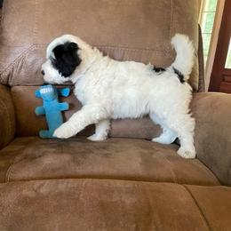 Portuguese Water Dog Puppies from Delgatty PWDs