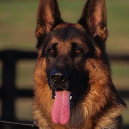 German Shepherds from Vollkommen German Shepherds