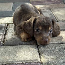 Pinkie - Chocolate male Dachshund puppy in Brooksville, Florida from Ween Acres
