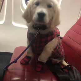 Golden Retriever Puppies from HuesofGold Halos