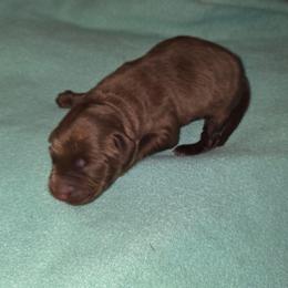 No collar - Chocolate male Labrador Retriever puppy in Arlington, Washington from Stout's Hunting Labs and trsbullies