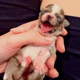 Fredrick - Chocolate blue male Chihuahua puppy in East Syracuse, New York from Blissful’s Chihuahuas