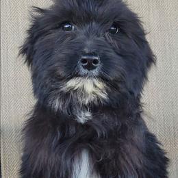 Romeo - Black & white male Australian Shepherd puppy in Limestone, Tennessee from Pilot Hill Teddy Bear Puppies