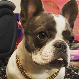 French Bulldogs from Ca’Chet Kennels LLC