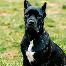 Cane Corso from Cane Corso Empire of Guardians